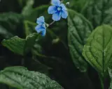 Två små, blå blommor lyser upp den mörka, gröna bakgrunden av bladverk. En vacker blå blomma perenn som ser ut att ha fått en dusch av regn.