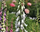 Vackra men **digitalis giftig** blommor i lila och vita nyanser. Deras klockformade blommor hänger i klasar mot en suddig grön bakgrund.