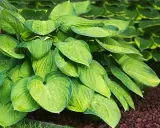 En frodig Hosta Fortunei med stora, gröna blad täckta av vattendroppar. Bladen har en vacker ådring och en lätt gulaktig kant.