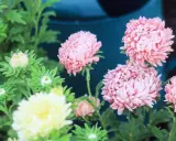Rosa aster perenn blommor med knoppar och en gul blomma i förgrunden.