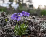 Två lila primula sorter blommar i en trädgård, omgivna av torra löv och nya gröna skott.