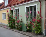 Stockrosor perenn klättrar längs en ljusgrön fasad med rosa blommor.