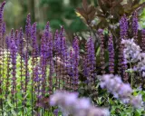 En humla besöker en blommande kransveronika, vars lila spiror skapar en fascinerande syn i trädgården.
