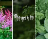 Rosa astilbe, vita hjärtblommor och gröna ormbunkar trivs i perenn skugga.