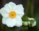 En vit anemone sylvestris blommar med en gul mitt. I bakgrunden syns knoppar och gröna blad.
