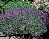 En frodig buske av lavendel, lavandula angustifolia 'Hidcote', blommar i en trädgård med rosa rosor i bakgrunden.
