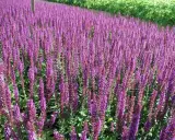 Fält av lila salvia 'Ostfriesland' blommar i solsken.