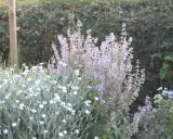 En lummig trädgård med en buske av ljuslila blommor, troligen lychnis coronaria, och en tät matta av små vita blommor.
