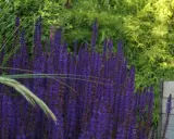 En tät rabatt med lila salvia blomma, en humla syns på en av blommorna. Gräs och gröna blad i bakgrunden.