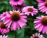 En grupp rosa solhatt blommor med bruna mittar mot en grön bakgrund.