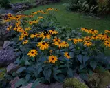 En rabatt med soliga rudbeckia fulgida blommor som lyser upp trädgården.