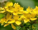 En klase lysande gula blommor av **hypericum perforatum** (johannesört) med sina karaktäristiska ståndare.