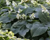 En tät plantering av hosta 'Royal Standard' med stora, mörkgröna blad och spiror av vita blommor.
