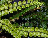 Närbild på en frodig växt med små, runda, gröna blad som sitter tätt längs mörka stjälkar. Bladen påminner om de hos Polypodium vulgare.