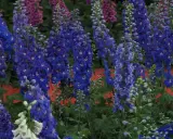 A cluster of tall, vibrant blue delphiniums with hints of purple and white flowers in a garden.