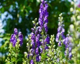 Blå stormhatt, även känd som Aconitum napellus, blommar i en lummig trädgård.