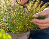 Händer klipper timjan (thymus vulgaris) i en kruka. Solen lyser på de små gröna bladen.