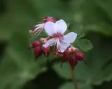 En ljusrosa blomma av Geranium macrorrhizum Spessart med mörkröda frökapslar mot en grön bakgrund.