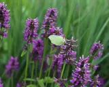 En ljusgul citronfjäril vilar på en lila blomställning av betonica officinalis.