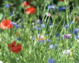 En äng med röda vallmo och blåklint, typiska svenska blommor i full blom.
