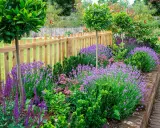 En vacker rabatt med lavendel perenn som blommar i lila nyanser, kantad av en trästaket och gröna buskar.