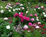 En frodig rabatt fylld med blomstrande pioner i olika nyanser av rosa, vitt och cerise. En dröm för alla som älskar pioner.