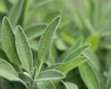 Närbild på salvia officinalis bladverk. Bladen är grågröna, sammetslena och har en tydlig ådring.