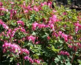 En buske med många hängande, hjärtformade blommor i rosa och vitt. Lamprocapnos spectabilis blommar vackert i trädgården.