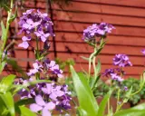 Lila blommor, liknande achillea ptarmica, blommar framför en röd trävägg i en svensk trädgård.