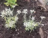 Två grupper av leontopodium alpinum, även kända som edelweiss, blommar i mörk jord.