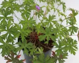 En kruka med en frodig Geranium 'Brookside' med gröna, flikiga blad och en ensam lila blomma.