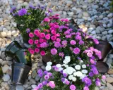 Färgglada aster dumosus i krukor på grus. Ljuvliga rosa, lila och vita blommor som lyser upp.
