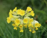 En klase solgula gullvivor, en fridlyst blomma, lyser upp den gröna ängen.