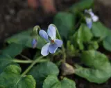 En ljuslila viol, viola odorata, blommar bland gröna blad.