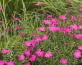 En matta av lysande rosa nejlika perenn blommor mot en bakgrund av grönt gräs.