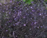 En tät buske med små lila blommor, en vacker verbena officinalis i full blom.