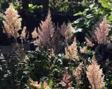 Många fluffiga blomställningar av astilbe arendsii-gruppen i nyanser av rosa och vitt, badande i solljus.