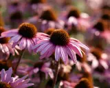 Närbild på en äng med många rosa blommor av arten bistorta officinalis. Solen lyser genom kronbladen.