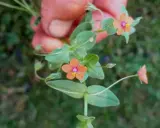 En hand håller en gren med små, orange pimpernel blommor. De har en lila mitt och gula ståndare.