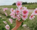 En hand håller en bukett ljusrosa blommor, liknande aster amellus, mot en suddig grön bakgrund.