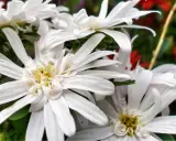 Vita eurybia divaricata-blommor med sina fina kronblad och gula mitt.