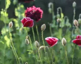 Röda vallmo, Papaver nudicaule, blommar i solljus. Knoppar och blommor i en lummig trädgård.