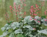 Vackra rosa blommor på alunrot giftig. Silvergröna blad bildar en tät bas.