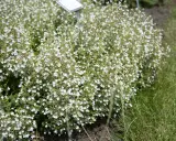 En tät buske med små vita blommor, calamintha nepeta, växer vid en gräsmatta.