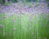 En äng fylld av lila verbena sorter, med höga stjälkar och små blommor som svajar i vinden.