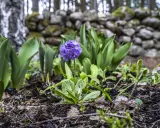 En ensam, vacker violett blomma står stolt i en trädgård med en stenmur i bakgrunden.