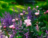 En lila perenn i full blom, omgiven av mjuka rosa pioner. En idyllisk sommardröm i trädgården.