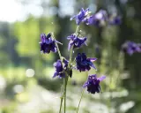 Mörklila aklejor blommar i solljus. Deras unika kronblad liknar små dansande figurer i den lummiga trädgården.
