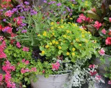 En blomstrande rabatt med lila verbena perenn, rosa pelargoner och gula blommor i en zinkbalja.