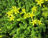 En matta av gröna blad med små, gula blommor. En gul fetknopp lyser upp i det gröna.